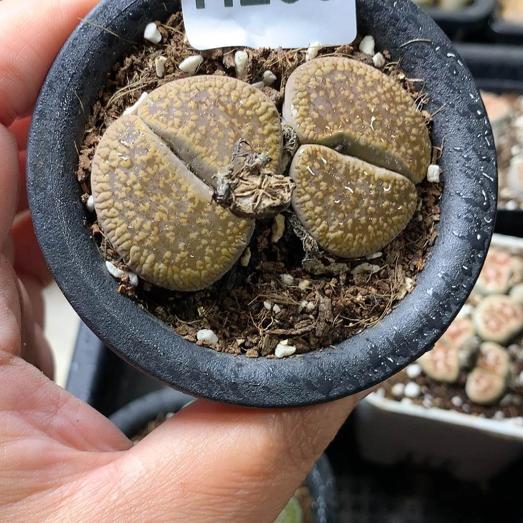 瓶**鱼H266多肉植物保护研究所