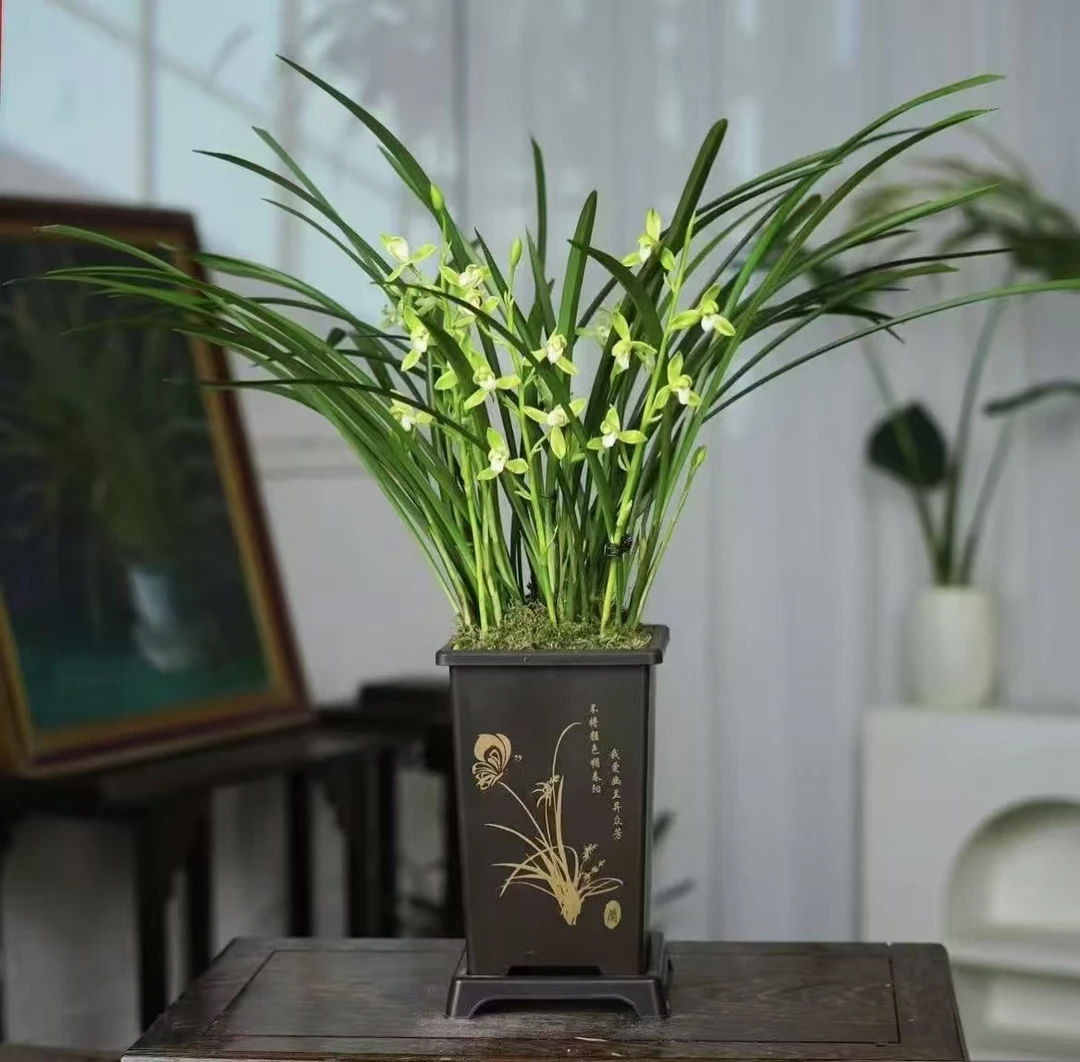 【3-5花剑】建兰铁骨素梅兰花基地直发树脂花盆种好办公室阳台绿植