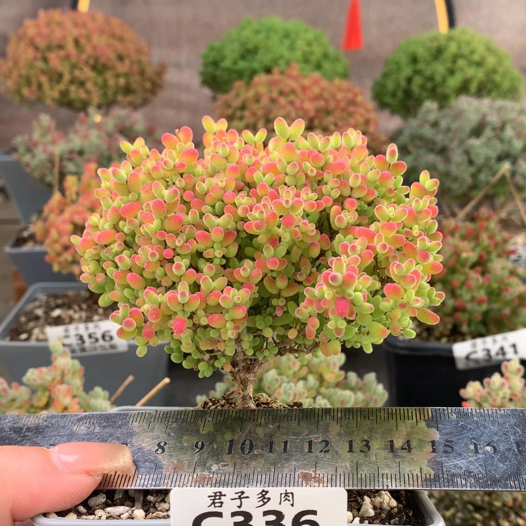 c336蜜橘糖球枝干番杏