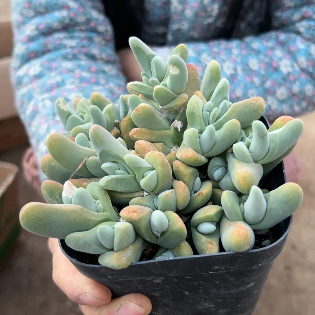 多肉植物大白鲨群