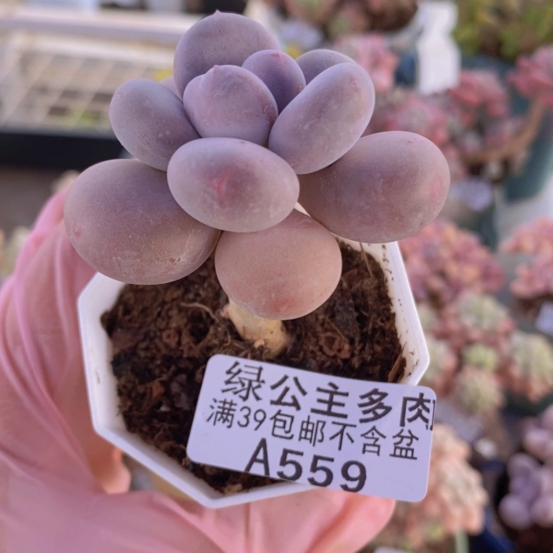 蛋黄奶单头559多肉植物