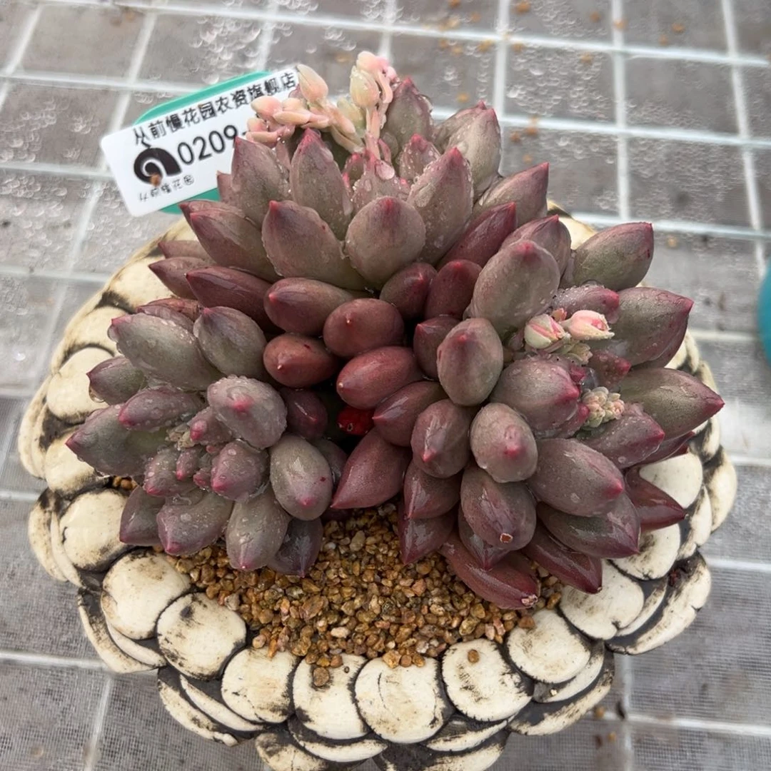 从前慢多肉精选编号0209.56