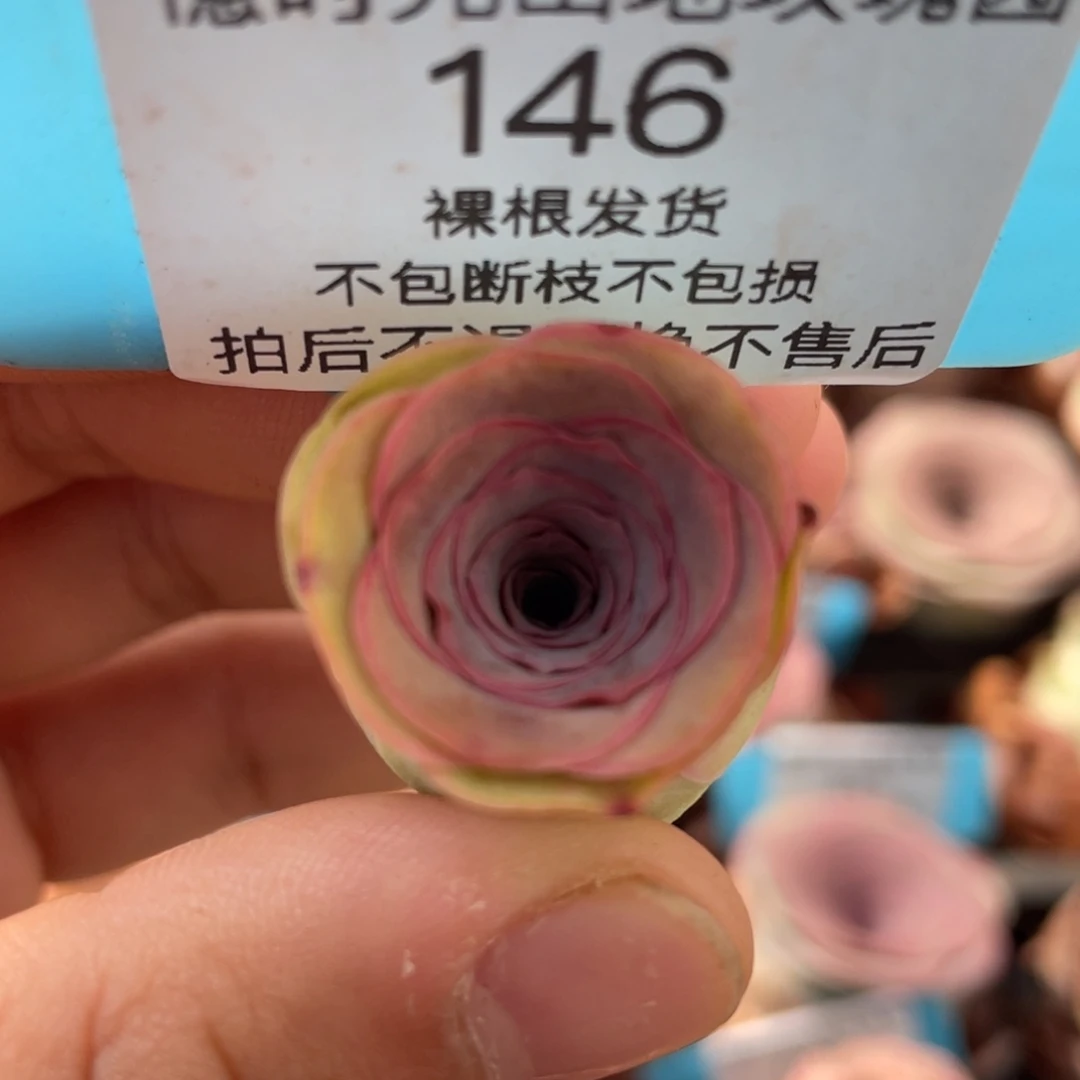 3***0山地玫瑰146裸根发货不售后
