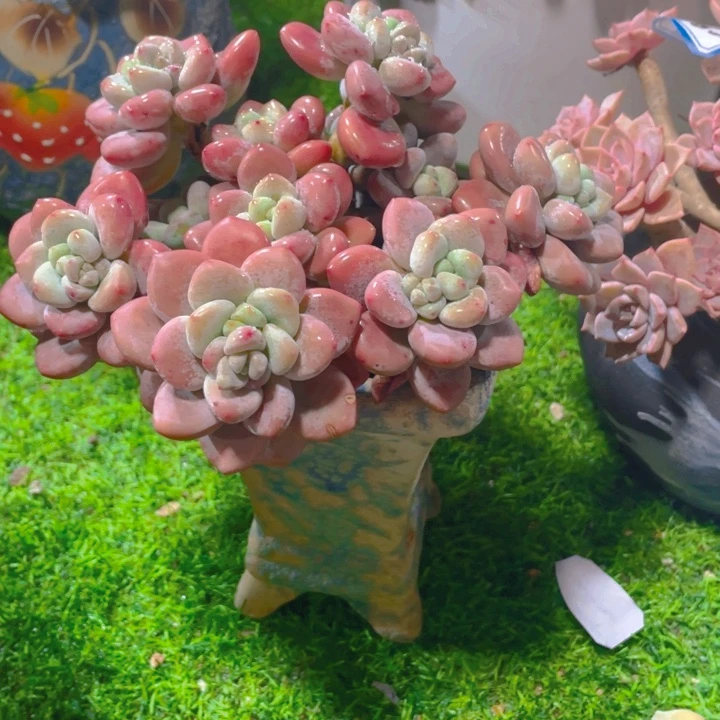 伊***妖谢谢你的支持0000040