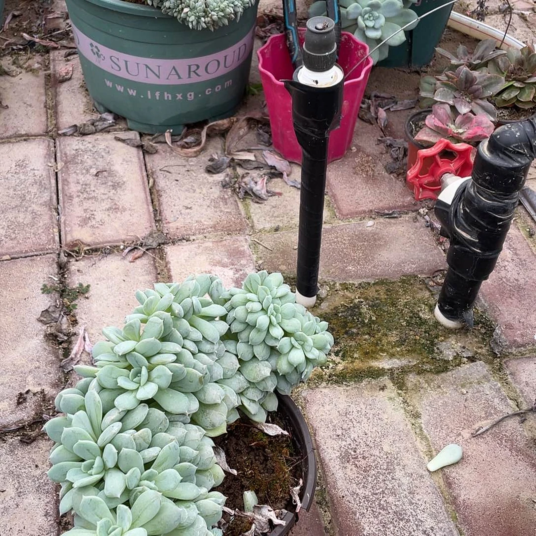 飞***文瑕疵处理一个多肉