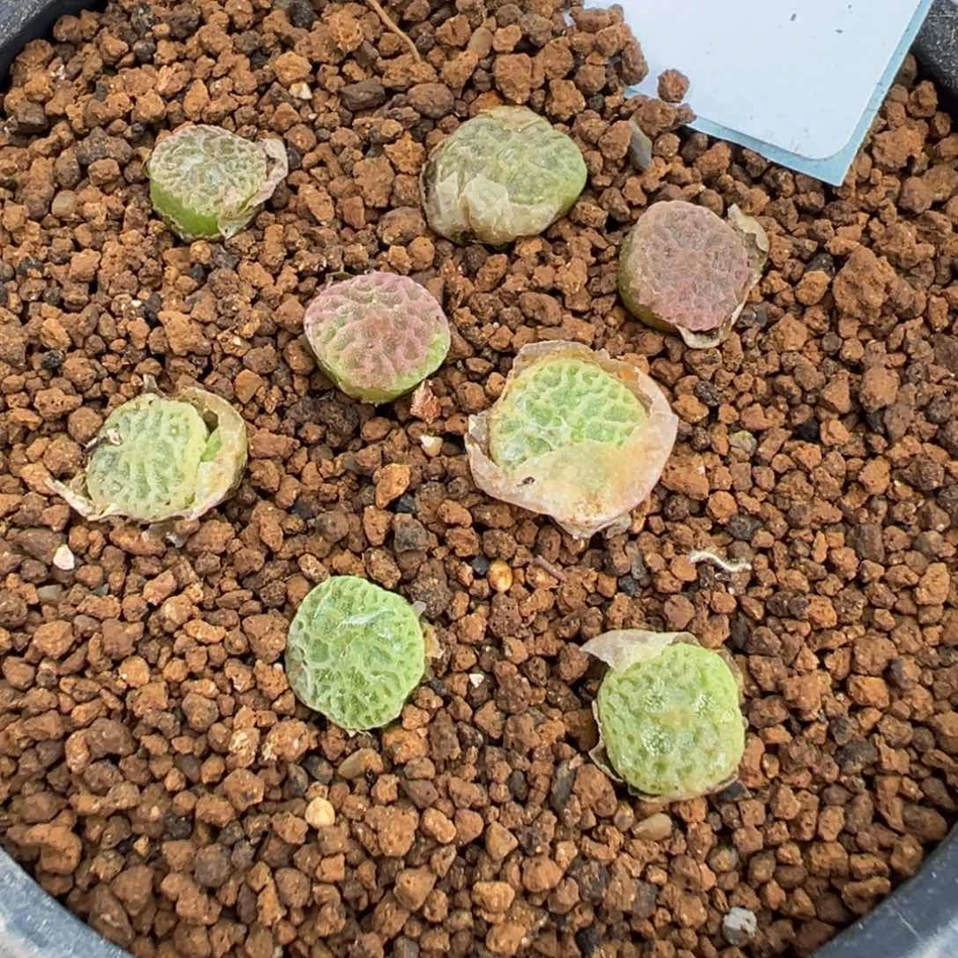 3-100量拍超级烧麦一颗