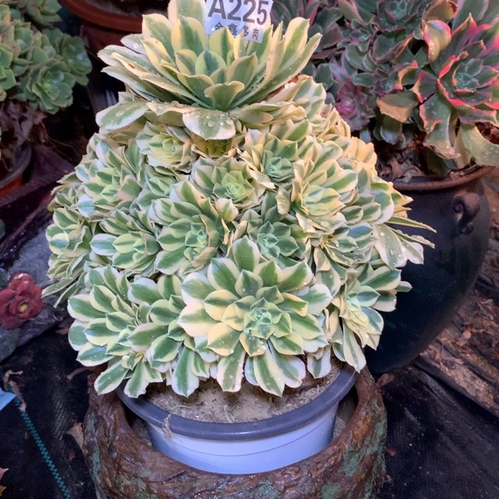 225多肉植物一物一拍