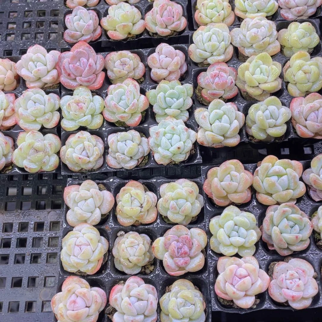 482号珍妮冰透小白兔单头九个