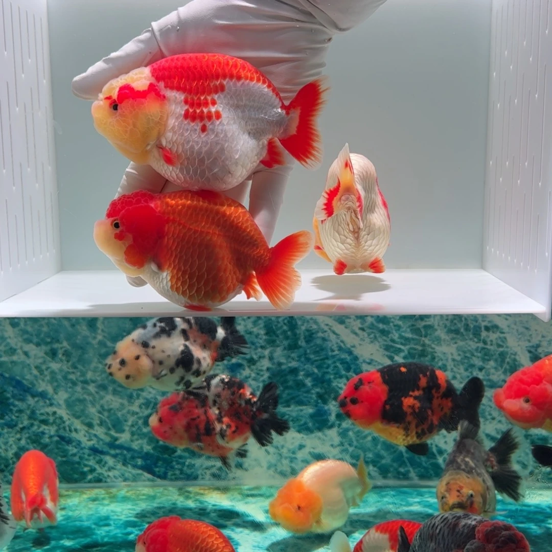 金鱼3条可爱红白花色