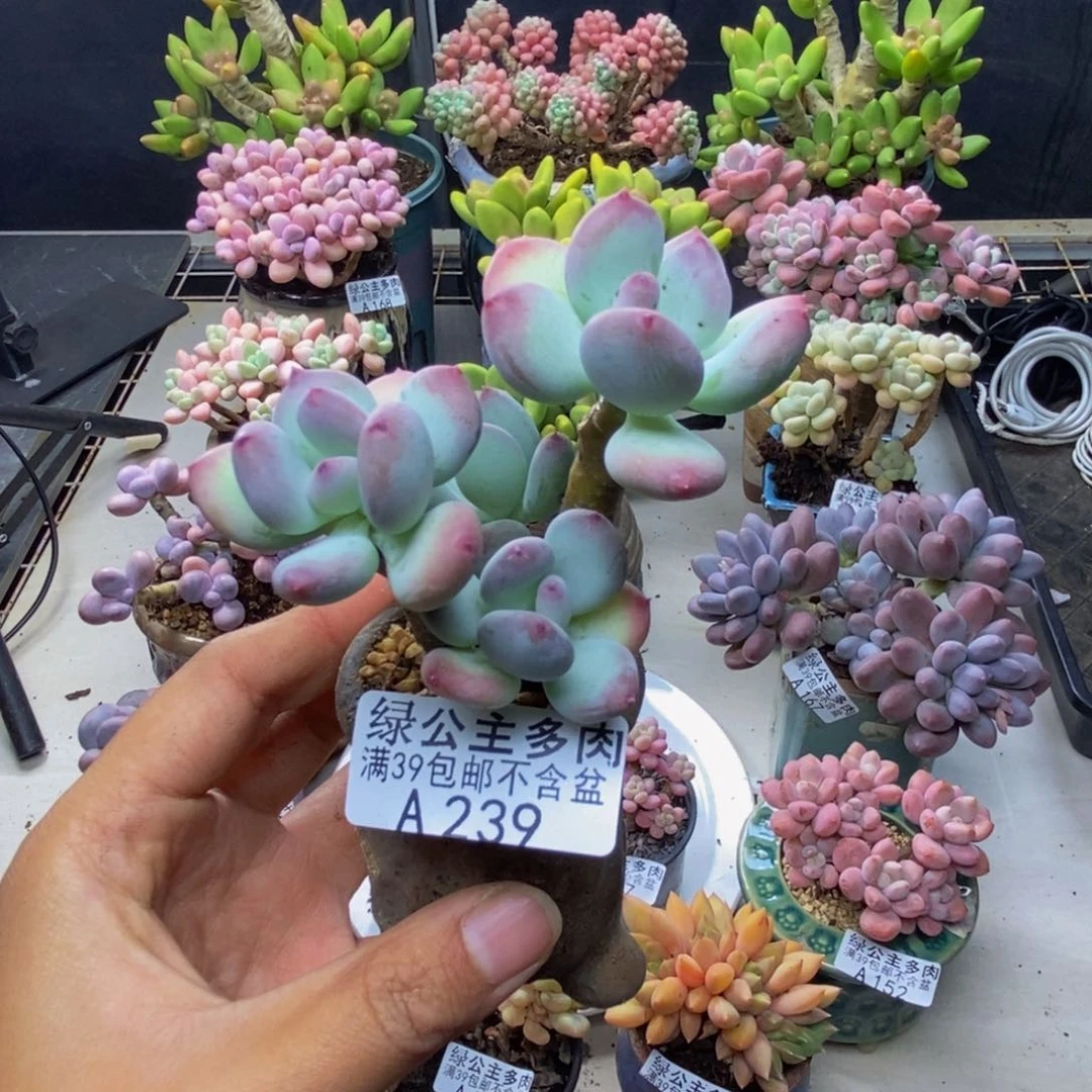 239苹果奶四代多肉6c m