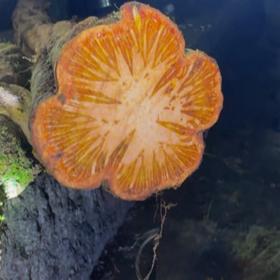 中缅边境血塞通、大血藤、五花血藤（新鲜一物一拍）