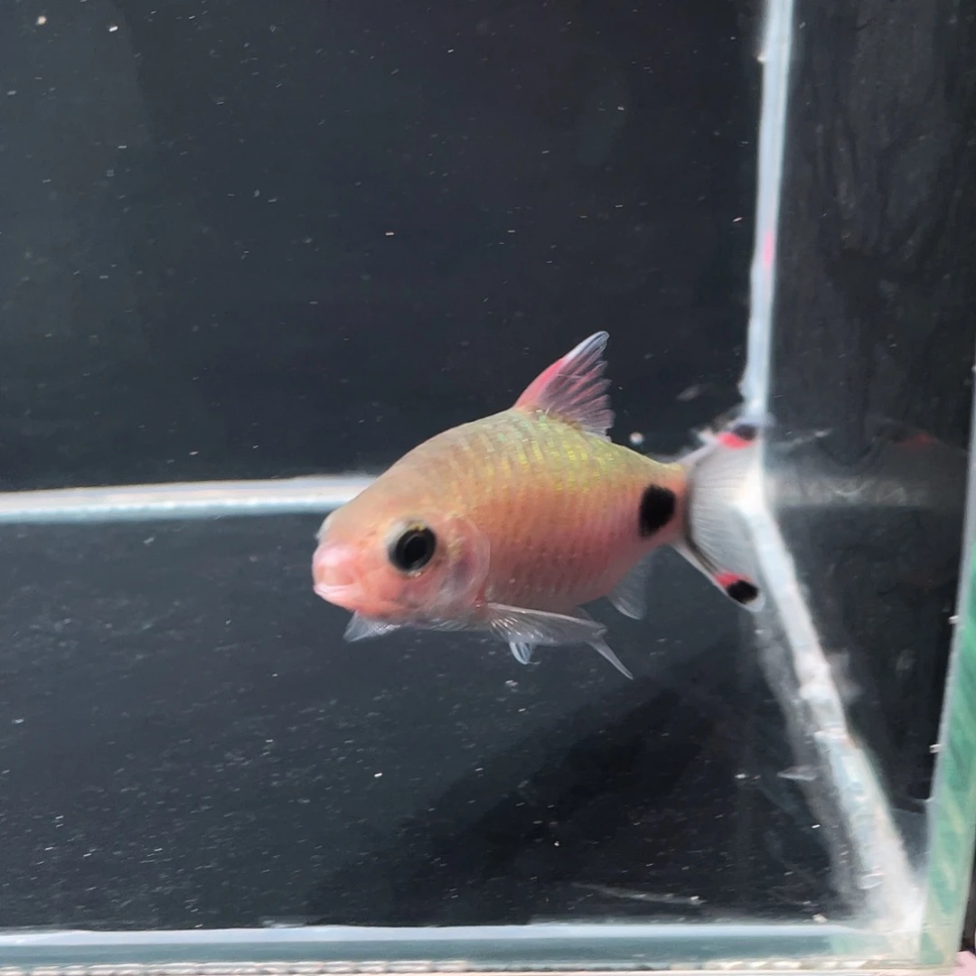 海水紫红黑影拉丝公