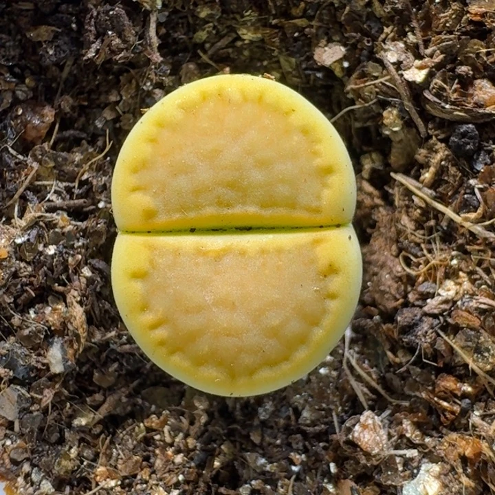 生石花1111112。  165