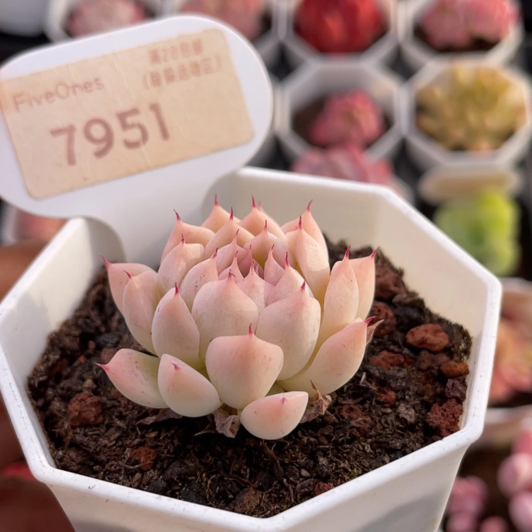 雨果7951-4.0厘米