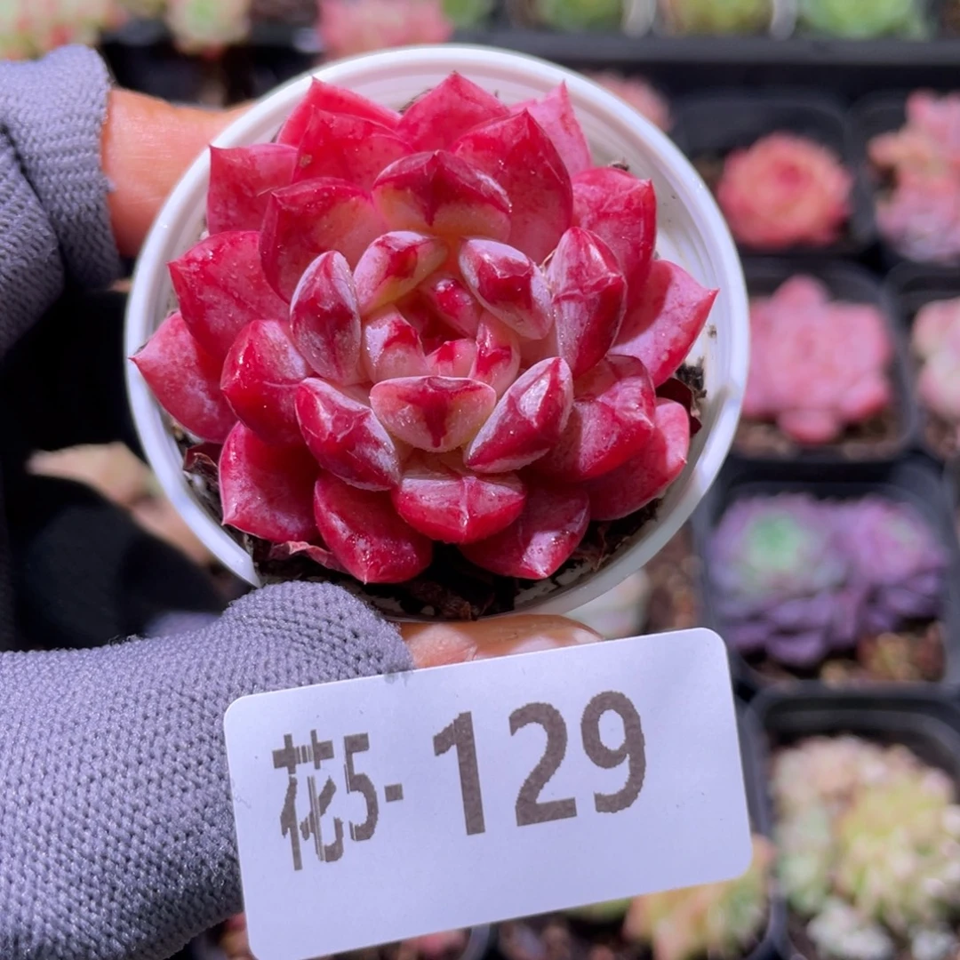 花利美 5-129露水红颜