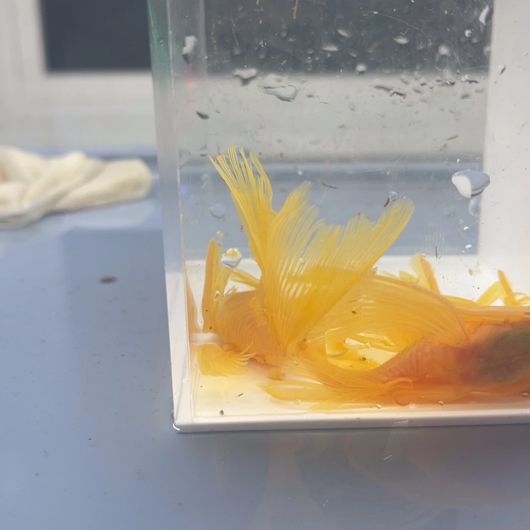 清道夫鱼大帆一公俩母开箱视频报损