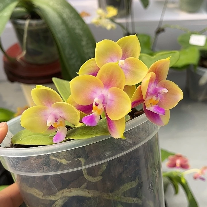 全部花苞4.5寸杯BKH2257超级丰花浓香