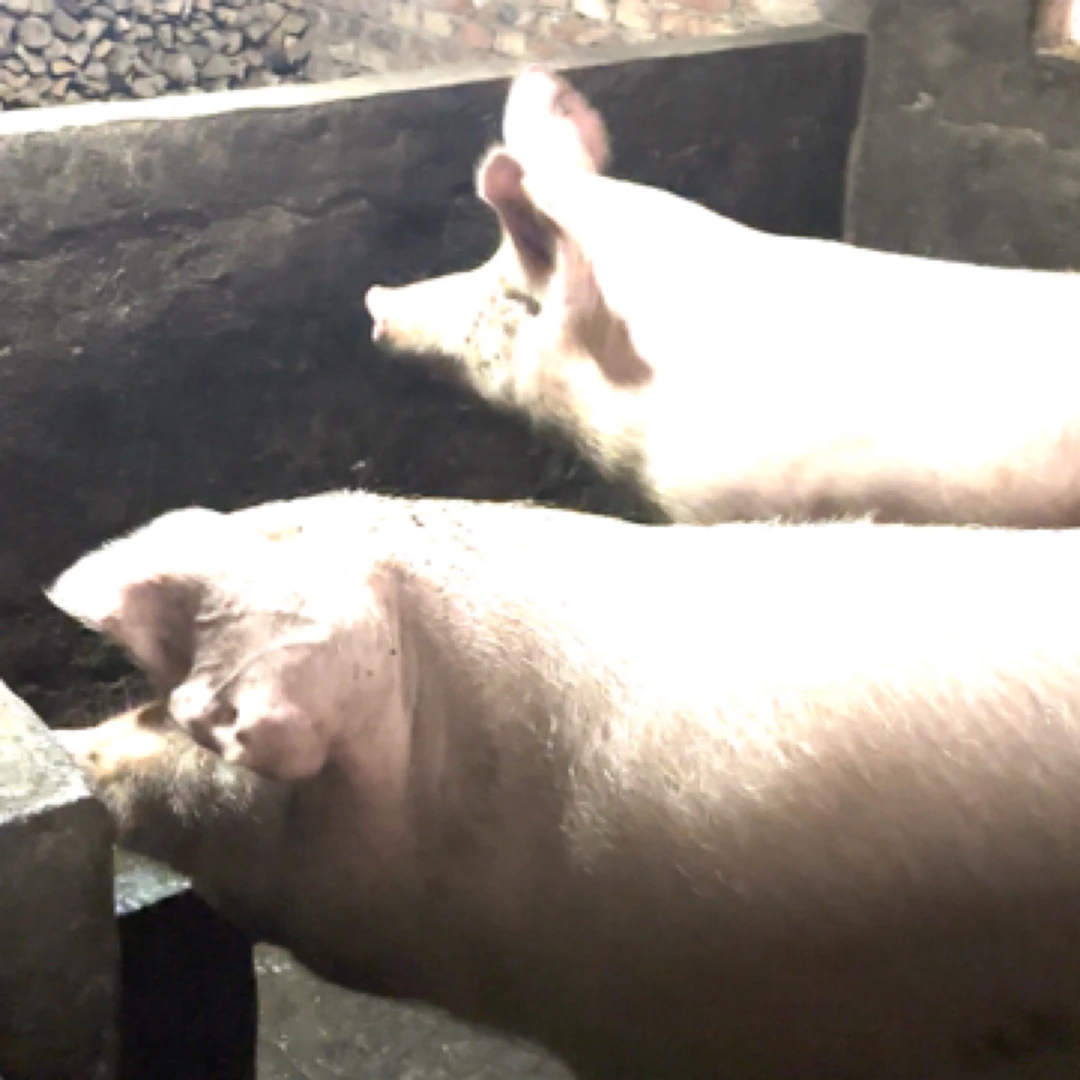 重庆农家新鲜猪肉现杀现发顺丰空运自养熟食土猪五花排骨腿肉4斤