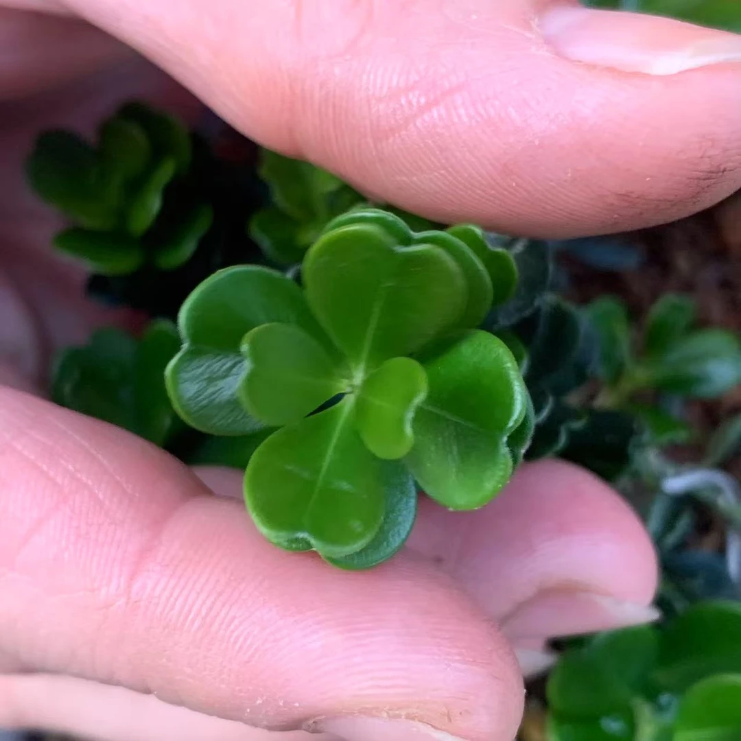 凤米黄杨素材苗基地（新疆西藏内蒙宁夏甘肃青海不包邮）