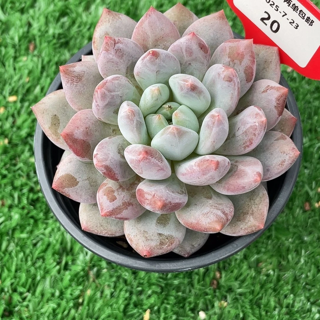 叶***桐萌肉小筑0723-20菩提美人