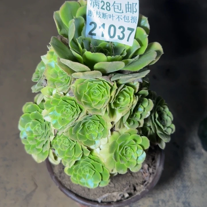 21037辛尼亚多肉植物