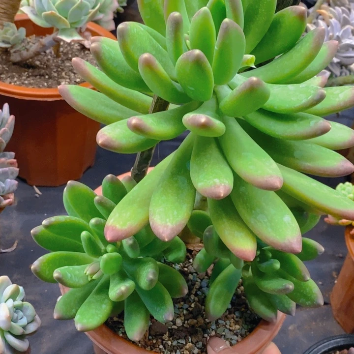 夏悦多肉0211-22金蝉