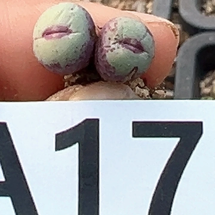 十****梦176号小红嘴多肉