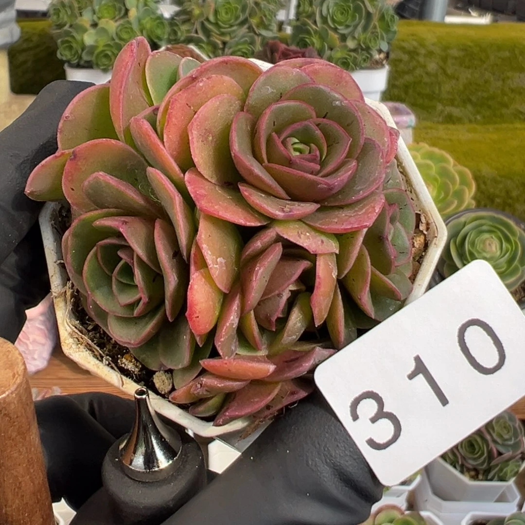 310泽兰丸叶优选6厘米