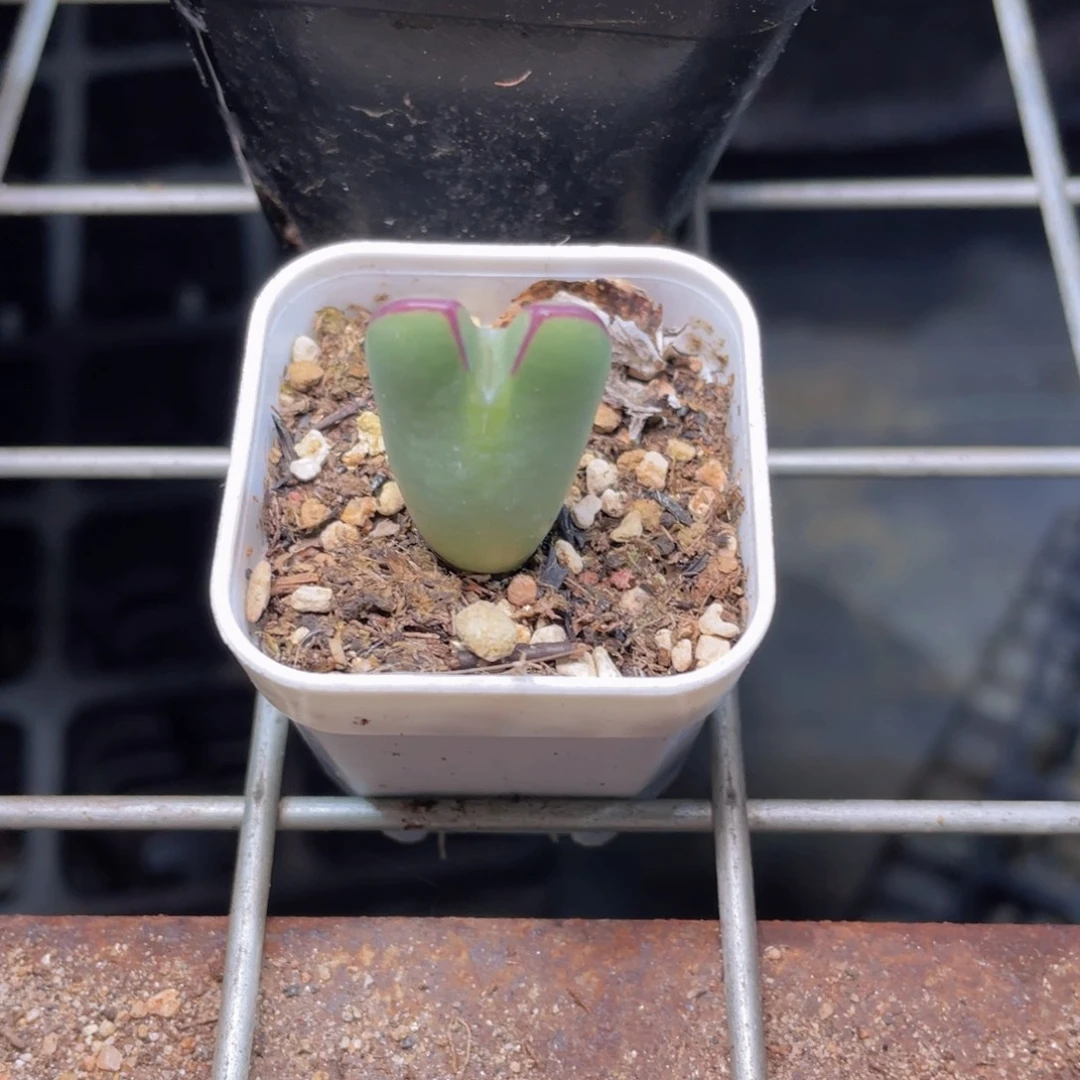 皮卡丘多肉9.9包邮