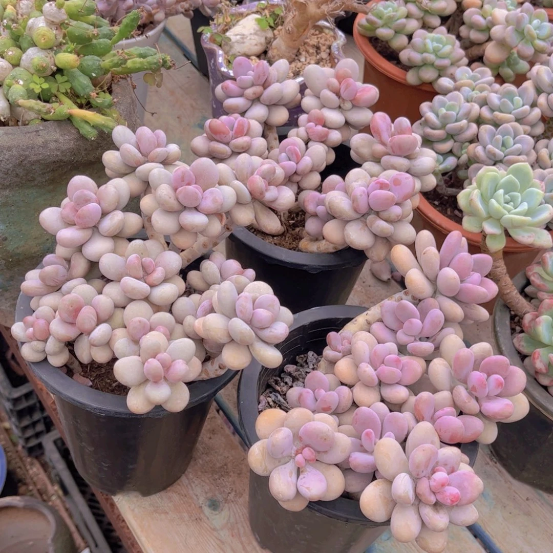 空***梦多肉植物组合盆栽植物