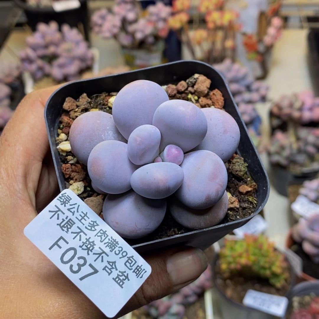 枝037芭比奶多肉5cm