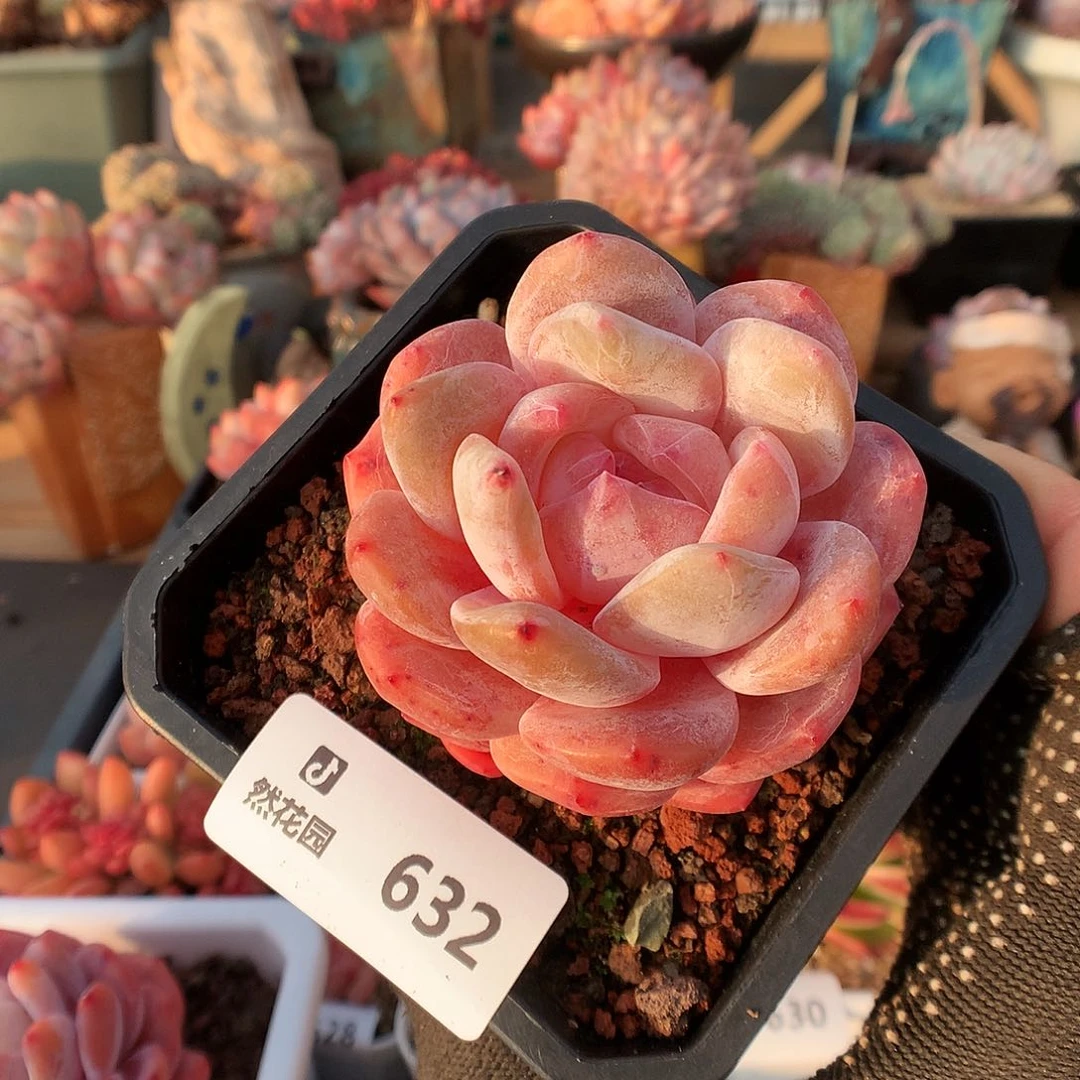 632冰橙多肉植物6666