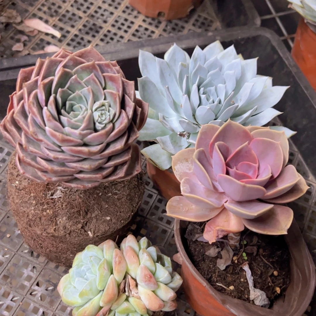 冰玉90杯，原始哈利沃森单头，紫珍珠，薄叶蓝鸟各一