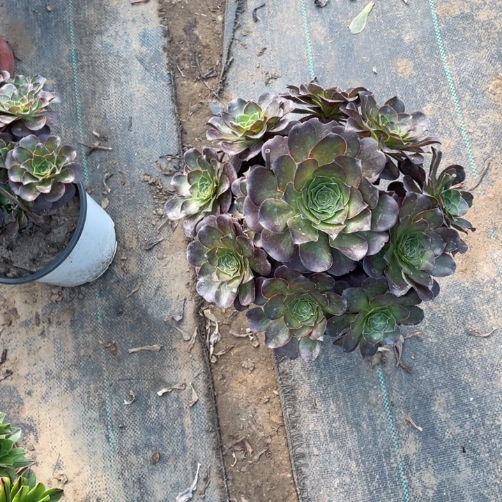 2魅金多肉植物多肉多肉