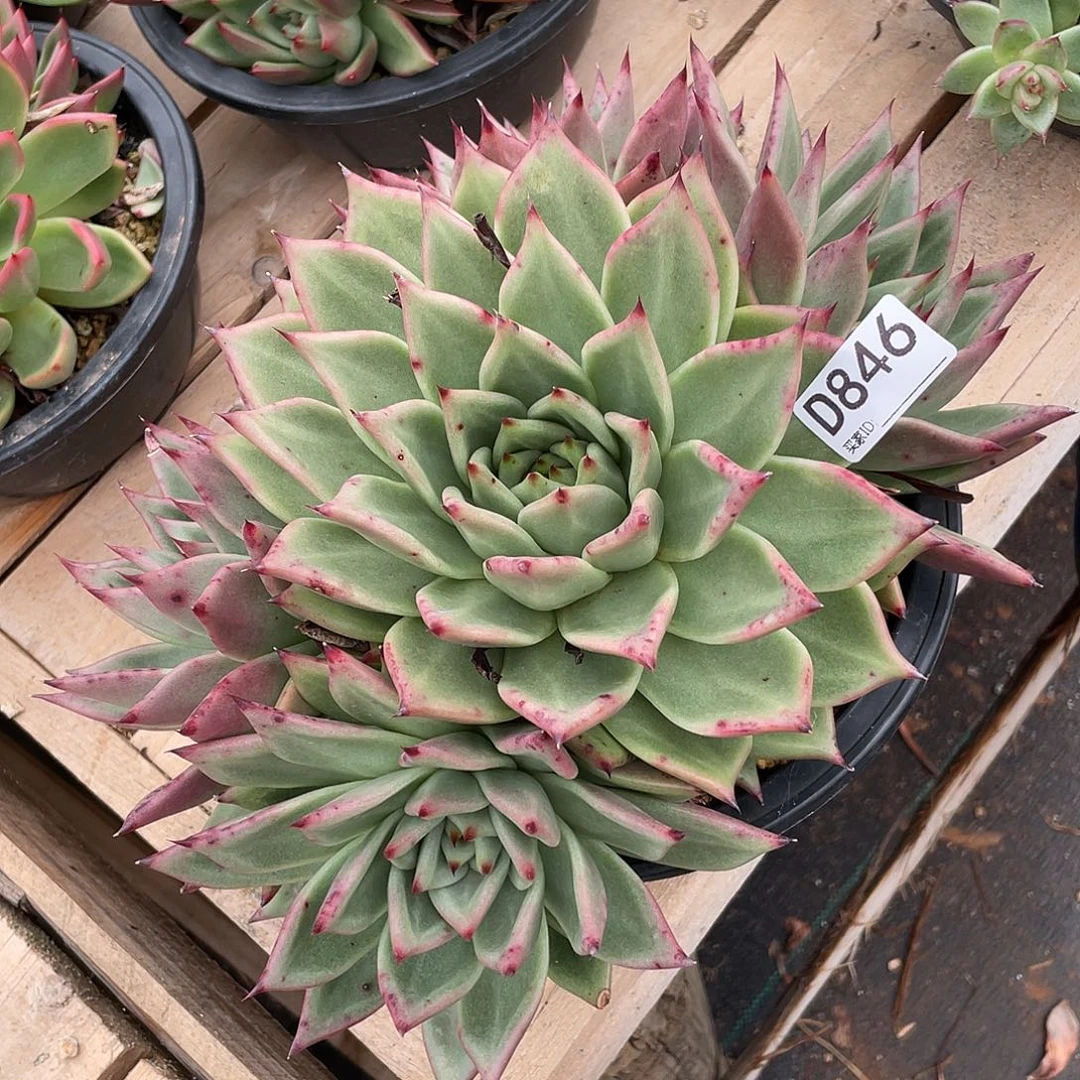 若如东云组拍D846
