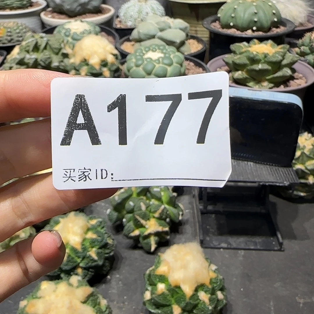 s****实生仙人球特价一颗
