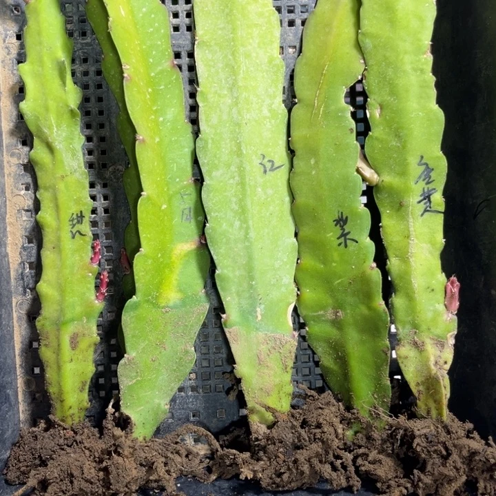 当前无花栽培后可以开花180