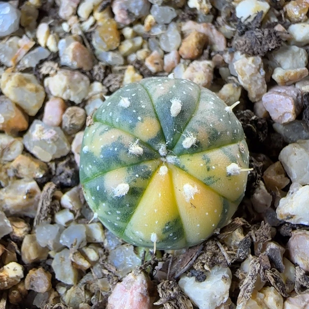 019实生星兜锦多肉1.9