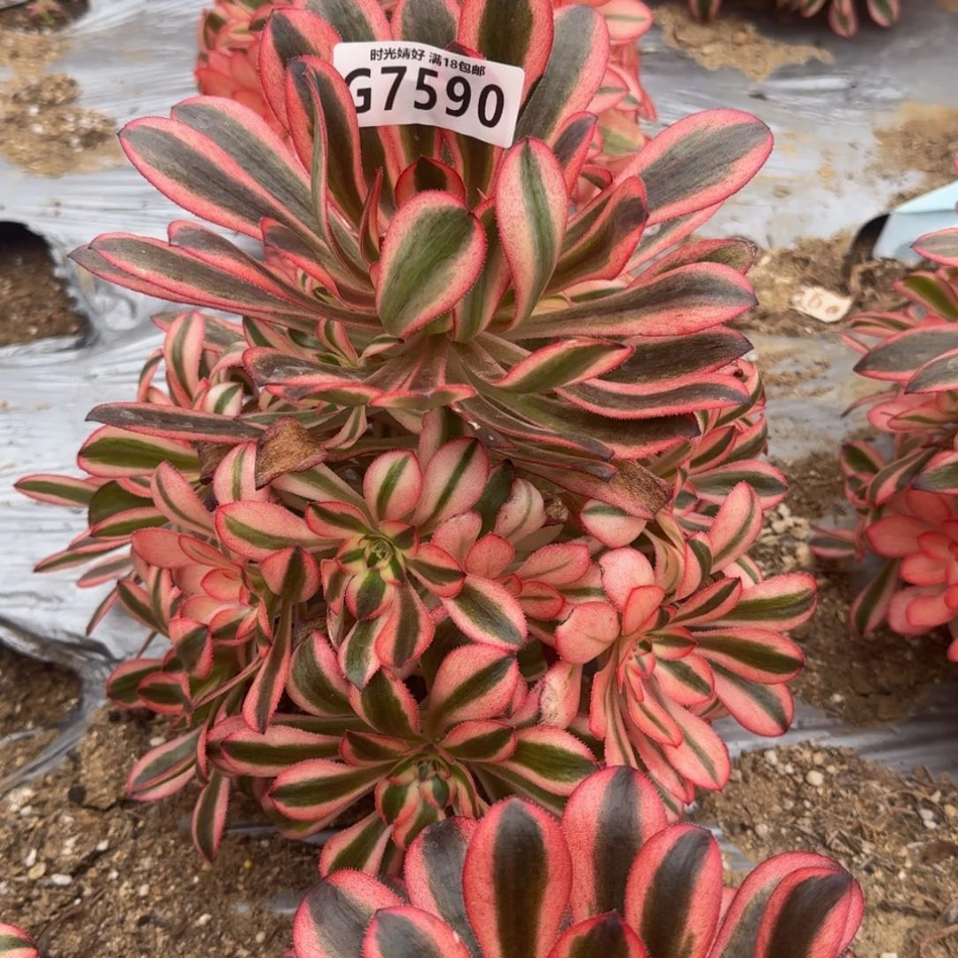 简*7590初恋多肉植物