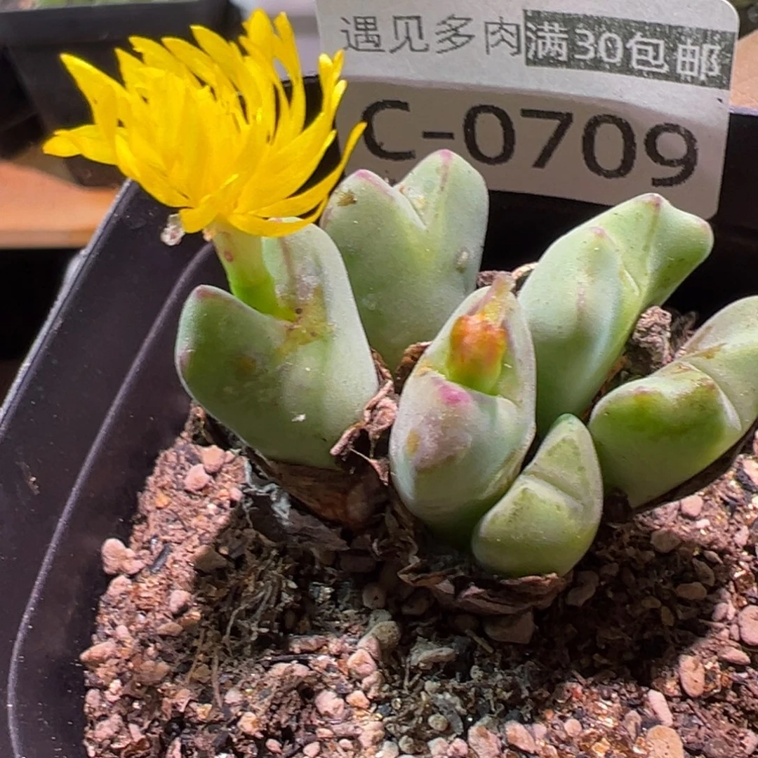多肉植物111111111111