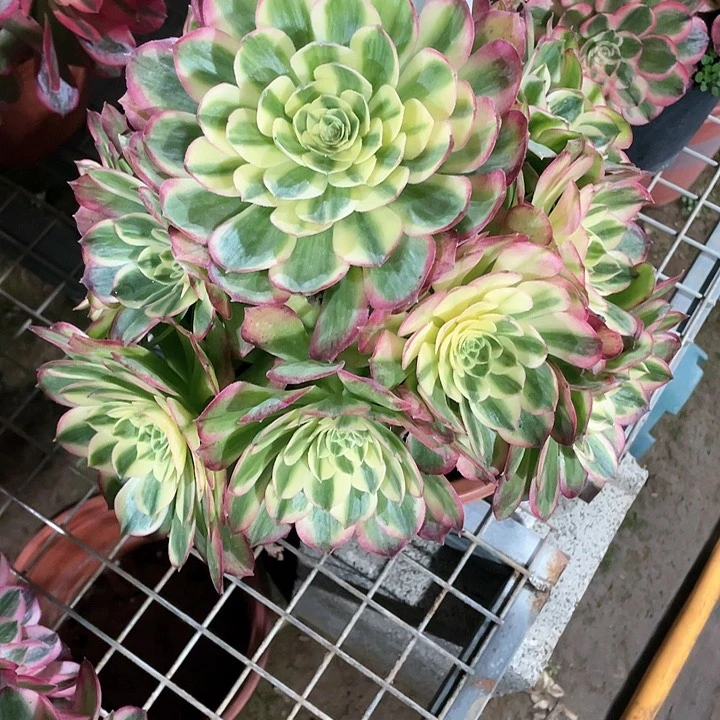 异*多肉植物多的植物120