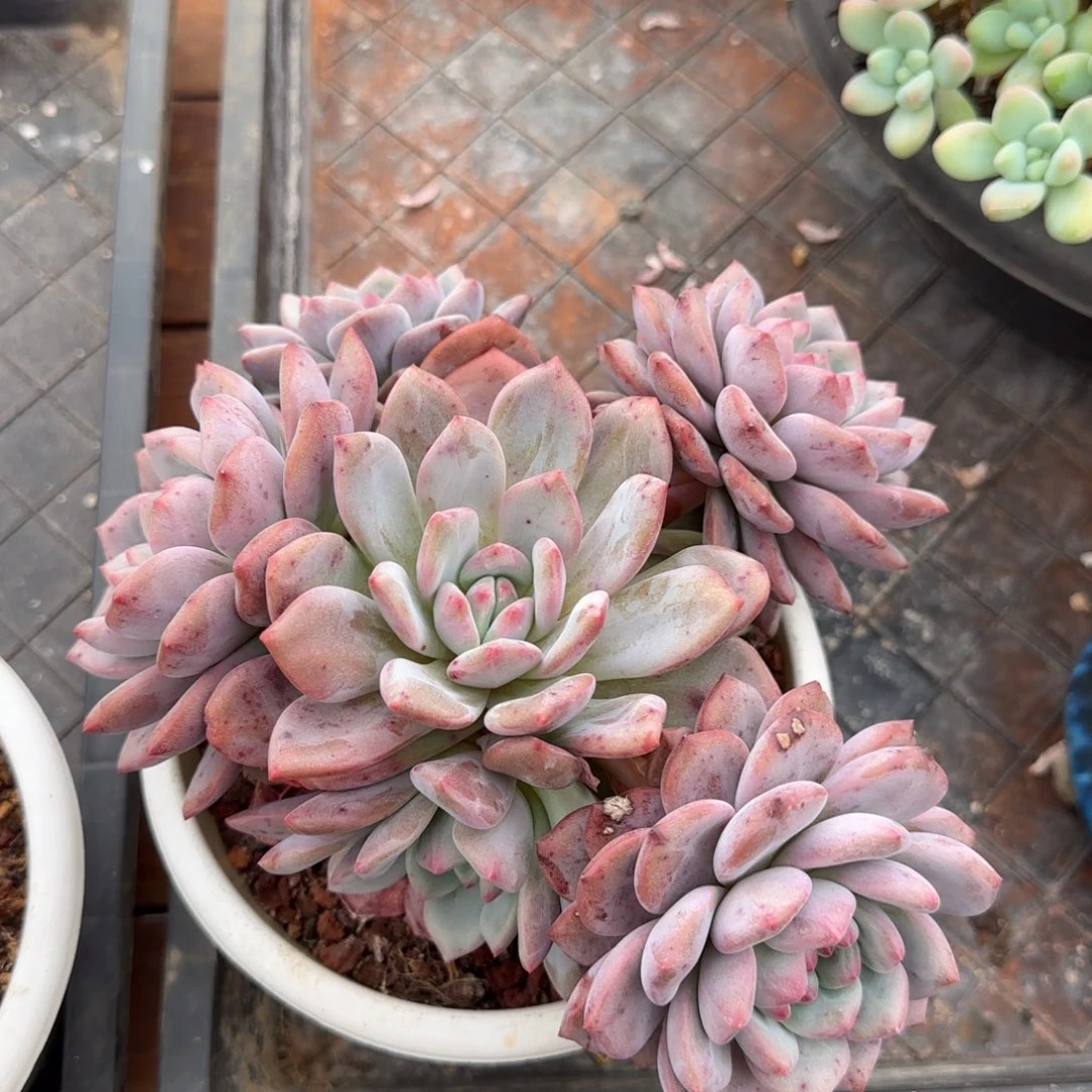 多肉植物一物一拍