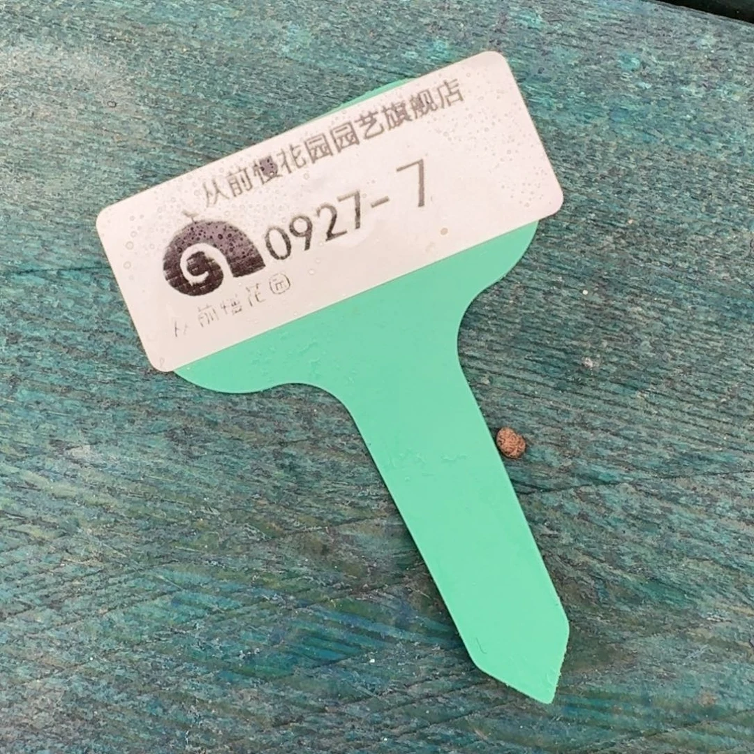 从前慢多肉精选编号0927.7