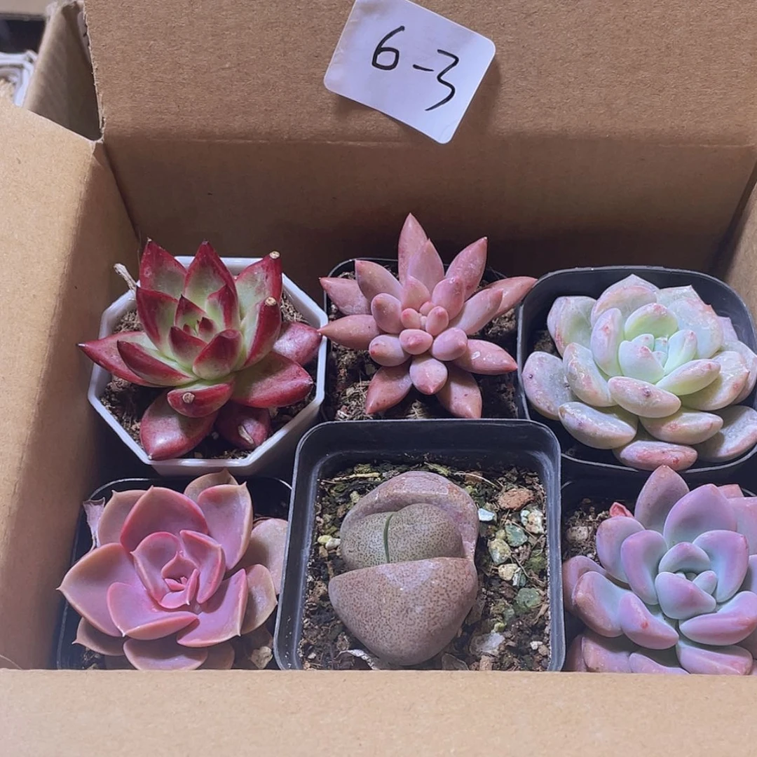 【闪购商品】6颗-3