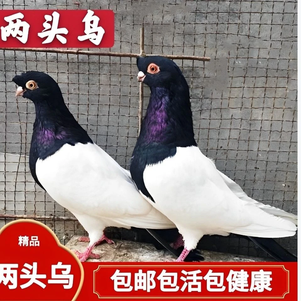 直播 挑选 鸽子 鸽粮 专用链接