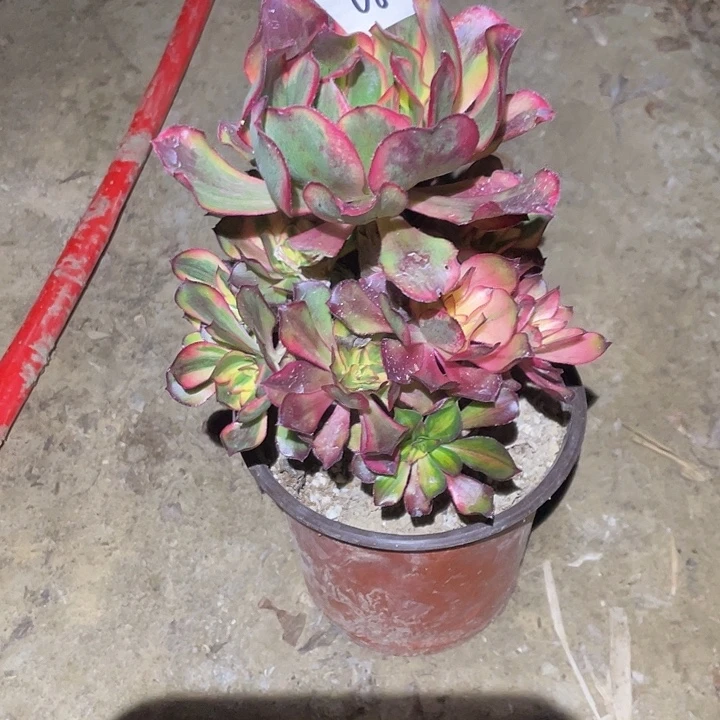 心***儿法师植物魅影法师080