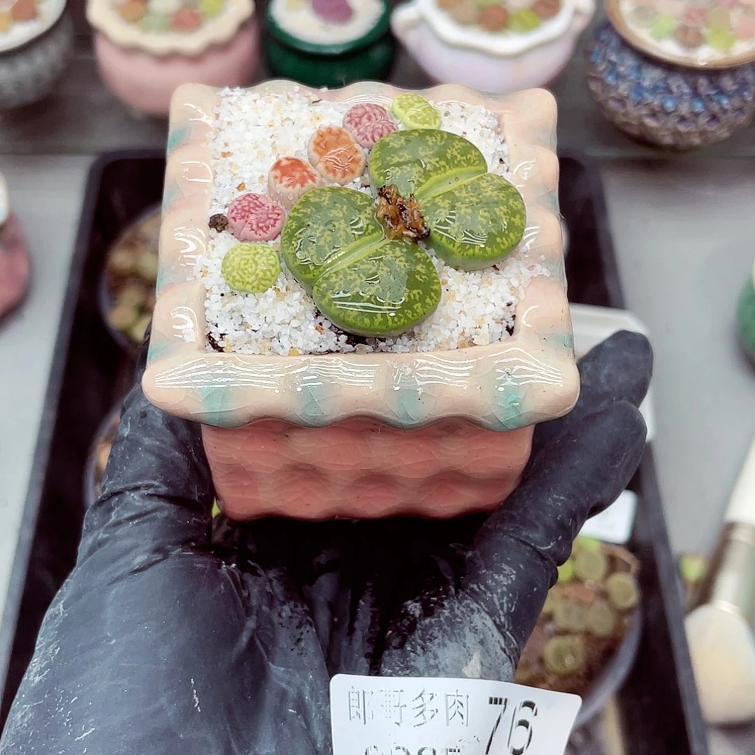 生石花满18包邮0925-76