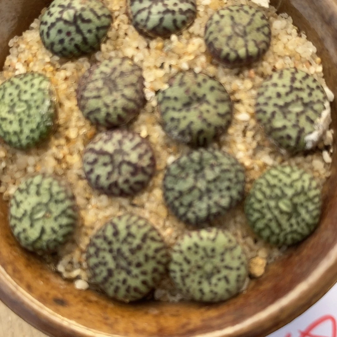 2973编号安贞一组。