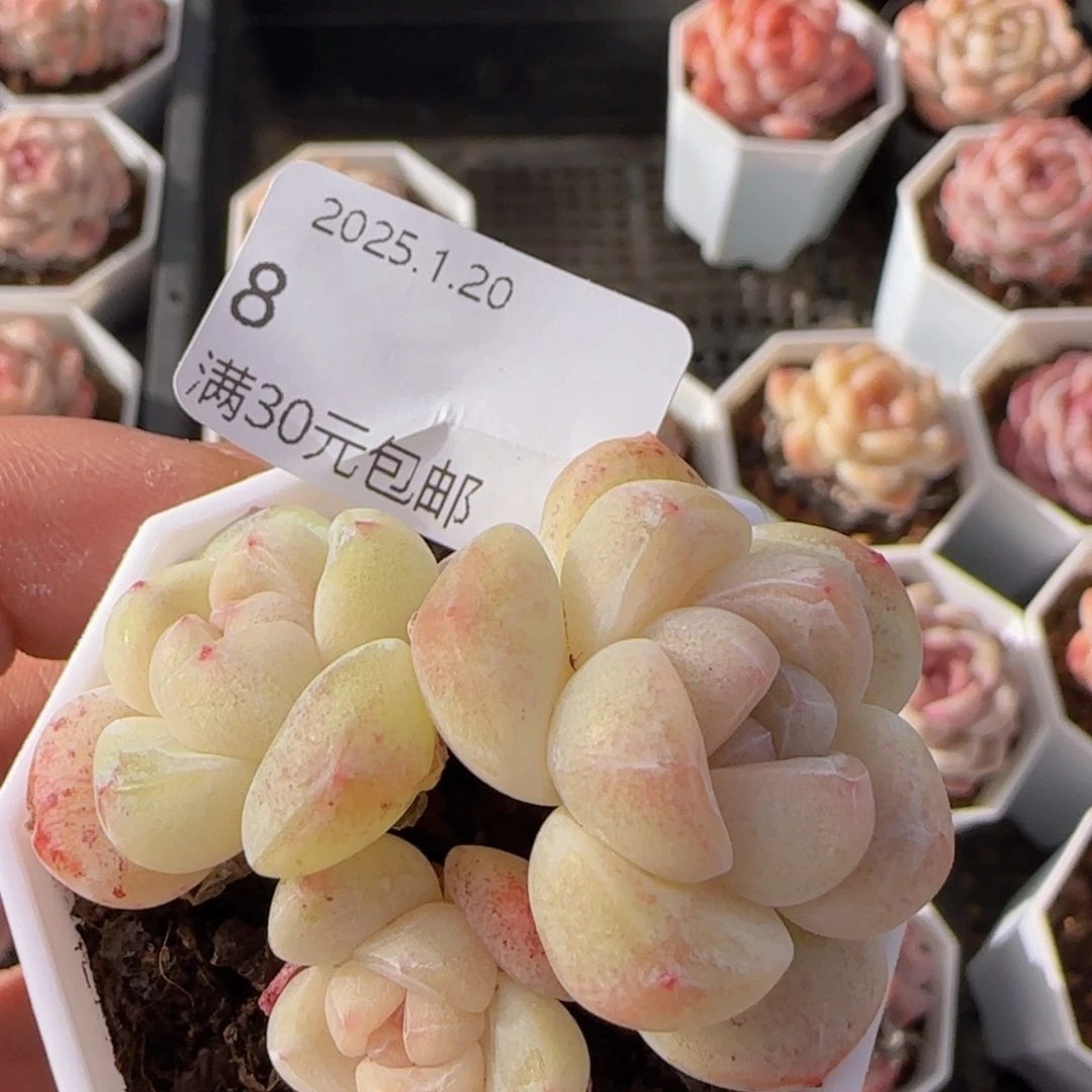 三头糖心冰玉一颗脱土