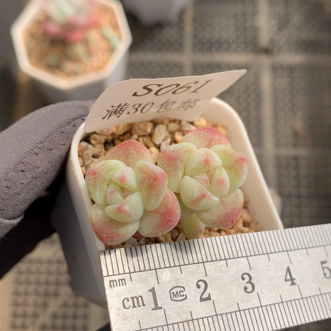 61。小腿mini冰玉三头。